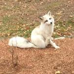 This white fox, found in Franklin, was believed to be somebody?s pet.